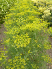 Load image into Gallery viewer, Dill, &#39;Goldkrone&#39;
