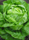 Lettuce, 'Divina'