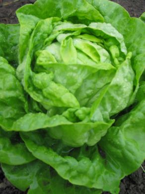 Lettuce, 'Divina'