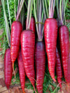 Carrot, 'Purple Dragon'