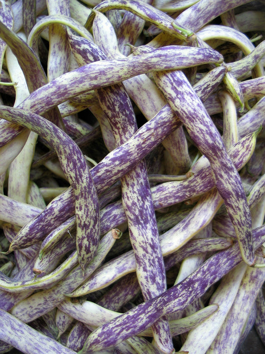 Bean, Bush Snap, 'Dragon Langerie'