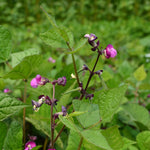 Load image into Gallery viewer, Bean, Bush Snap, &#39;Blooming Prairie&#39;
