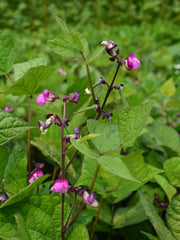 Load image into Gallery viewer, Bean, Bush Snap, &#39;Blooming Prairie&#39;
