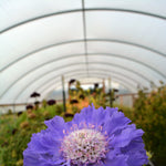 Load image into Gallery viewer, Scabiosa, &#39;Fama Deep Blue&#39;
