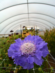 Load image into Gallery viewer, Scabiosa, &#39;Fama Deep Blue&#39;
