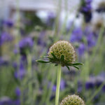 Load image into Gallery viewer, Scabiosa, &#39;Fama Deep Blue&#39;
