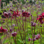 Load image into Gallery viewer, Columbine, &#39;Bordeaux Barlow&#39;
