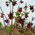 Load image into Gallery viewer, Columbine, &#39;Bordeaux Barlow&#39;
