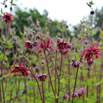Load image into Gallery viewer, Columbine, &#39;Bordeaux Barlow&#39;
