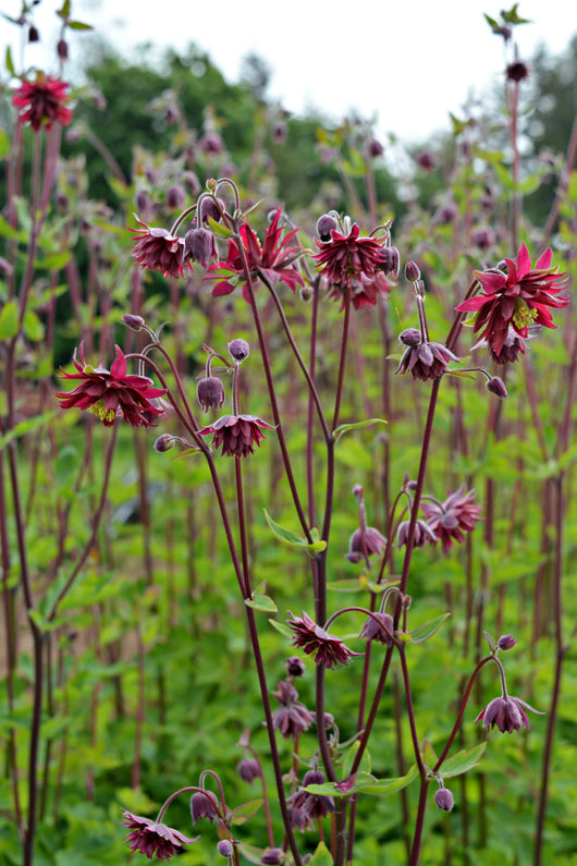 Columbine, 'Bordeaux Barlow'