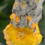 Load image into Gallery viewer, Verbascum, &#39;Arctic Summer&#39;

