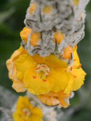 Load image into Gallery viewer, Verbascum, &#39;Arctic Summer&#39;
