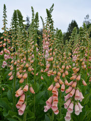 Load image into Gallery viewer, Foxglove, &#39;Apricot Beauty&#39;
