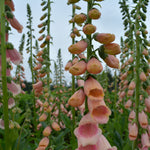 Load image into Gallery viewer, Foxglove, &#39;Apricot Beauty&#39;
