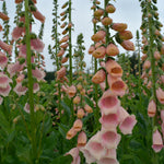 Load image into Gallery viewer, Foxglove, &#39;Apricot Beauty&#39;

