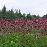 Load image into Gallery viewer, Columbine, &#39;Bordeaux Barlow&#39;
