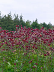 Load image into Gallery viewer, Columbine, &#39;Bordeaux Barlow&#39;
