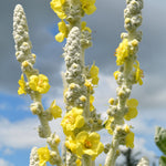 Load image into Gallery viewer, Verbascum, &#39;Arctic Summer&#39;

