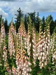 Load image into Gallery viewer, Foxglove, &#39;Apricot Beauty&#39;
