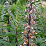 Load image into Gallery viewer, Foxglove, &#39;Café Crème&#39;
