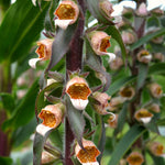 Load image into Gallery viewer, Foxglove, &#39;Café Crème&#39;
