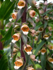 Load image into Gallery viewer, Foxglove, &#39;Café Crème&#39;
