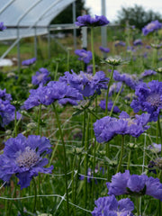 Load image into Gallery viewer, Scabiosa, &#39;Fama Deep Blue&#39;
