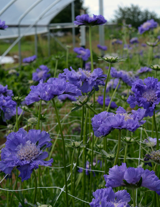 Scabiosa, 'Fama Deep Blue'