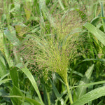 Load image into Gallery viewer, Ornamental Grass, &#39;Frosted Explosion&#39;
