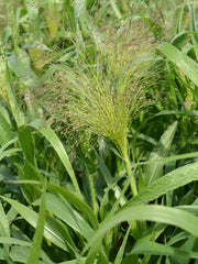 Load image into Gallery viewer, Ornamental Grass, &#39;Frosted Explosion&#39;
