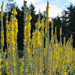 Load image into Gallery viewer, Verbascum, &#39;Arctic Summer&#39;
