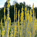 Load image into Gallery viewer, Verbascum, &#39;Arctic Summer&#39;
