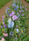 Sweet Pea, 'Turquoise Lagoon'