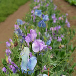 Load image into Gallery viewer, Sweet Pea, &#39;Turquoise Lagoon&#39;
