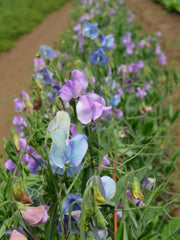 Load image into Gallery viewer, Sweet Pea, &#39;Turquoise Lagoon&#39;
