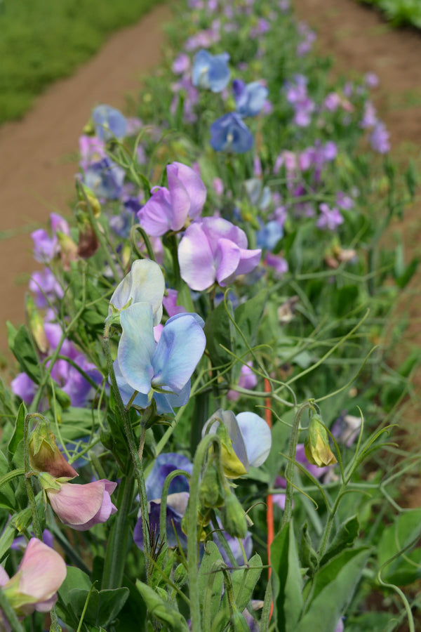 Sweet Pea, 'Turquoise Lagoon'