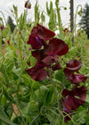 Sweet Pea, 'Windsor'