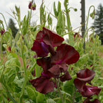 Load image into Gallery viewer, Sweet Pea, &#39;Windsor&#39;
