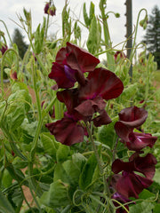 Load image into Gallery viewer, Sweet Pea, &#39;Windsor&#39;
