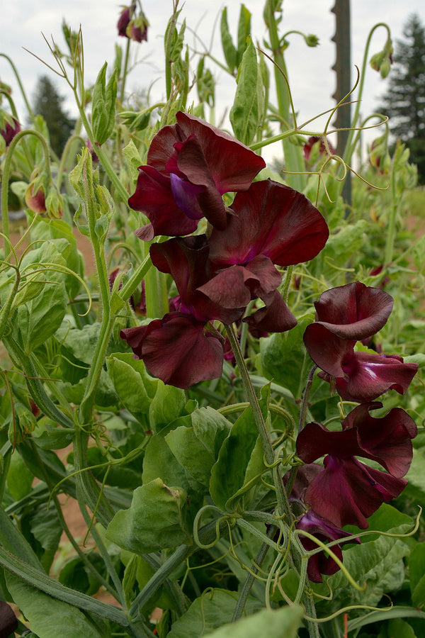 Sweet Pea, 'Windsor'