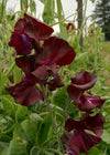 Sweet Pea, 'Windsor'