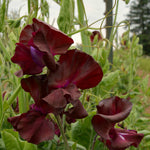 Load image into Gallery viewer, Sweet Pea, &#39;Windsor&#39;
