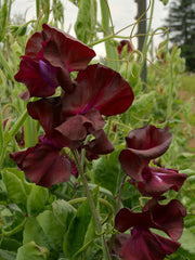 Load image into Gallery viewer, Sweet Pea, &#39;Windsor&#39;
