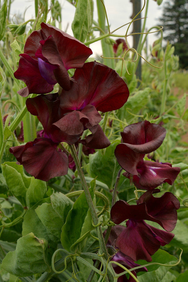 Sweet Pea, 'Windsor'