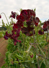 Sweet Pea, 'Windsor'