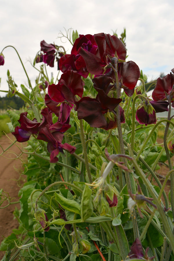 Sweet Pea, 'Windsor'