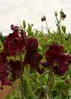 Sweet Pea, 'Windsor'