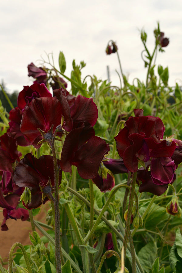 Sweet Pea, 'Windsor'