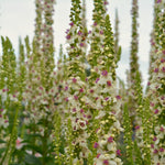 Load image into Gallery viewer, Verbascum, &#39;Phoenician Mullein&#39;
