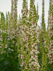Load image into Gallery viewer, Verbascum, &#39;Phoenician Mullein&#39;
